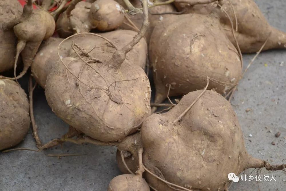 揭秘仪陇酱瓜背后的历史故事皇家贡品味甘而脆久负盛名