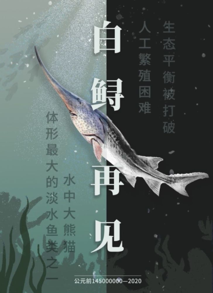 在线发表的一篇研究论文透露: 中国长江又一种珍稀濒危鱼类——白鲟