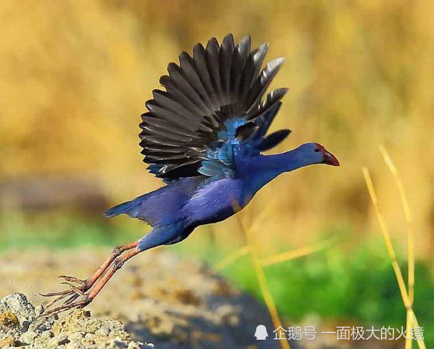 这种被认为已经全部灭绝的鸟类后被重新发现目前仅剩200只