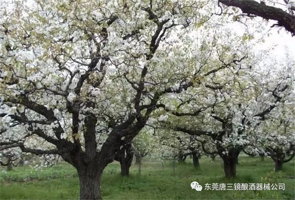 酿制过程 家庭自酿梨花酒的制作方法 腾讯新闻