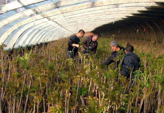 溫室大棚種植香椿一般採用密植的方法,一畝地大約種植30000-35000棵