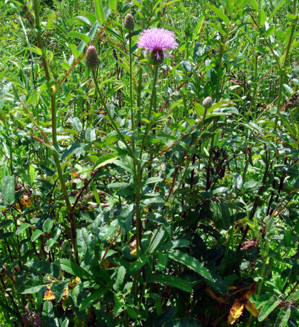 荒野維生野菜系列——偽泥胡菜