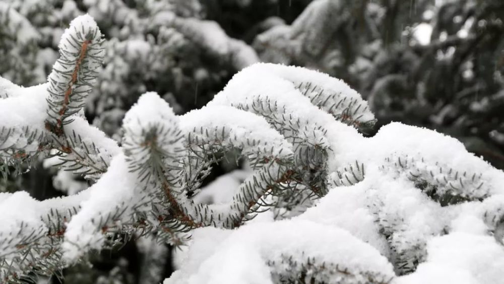 如此多嬌英雄的肩膀望川亭杏苑飛雪帶著相機,登上龍虎山,隨手一拍便是