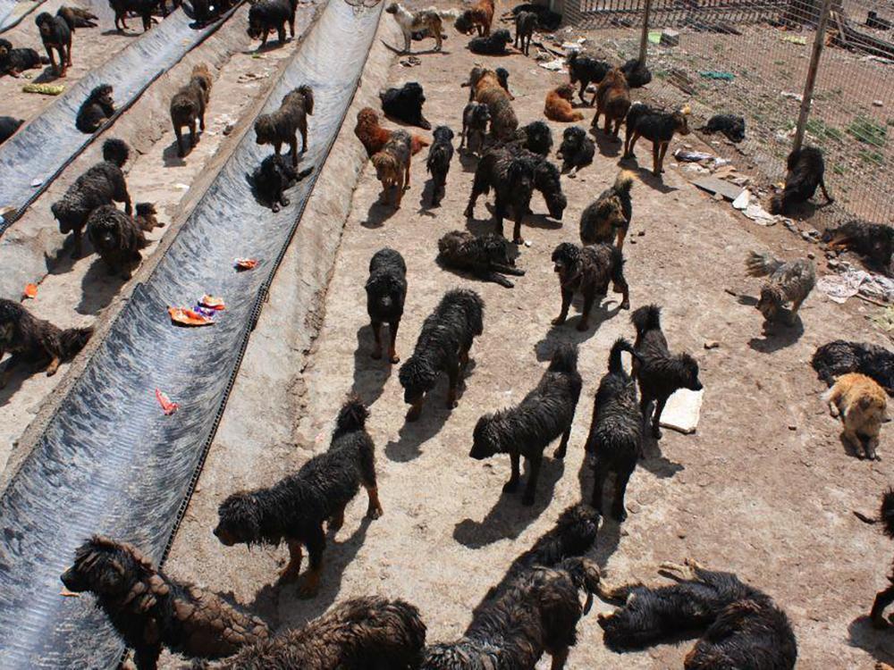 8年前卖到十几万一条如今有价无市成笑柄养殖户还敢投资吗