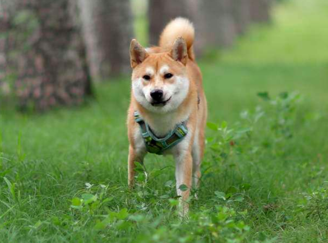 日本秋田犬和中华田园犬啥关系 这些秘密 有多少是你不知道呢 腾讯新闻