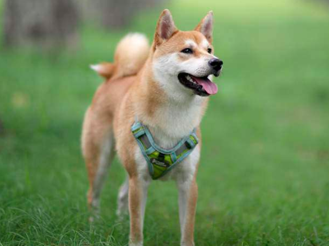 日本秋田犬和中华田园犬啥关系 这些秘密 有多少是你不知道呢 腾讯新闻