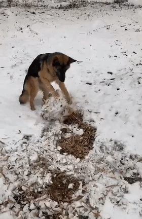 北方狗狗会滚雪球——来玩打雪仗不,输了住院的那种!