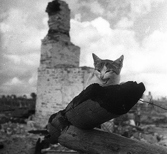 纳粹汉斯猫图片