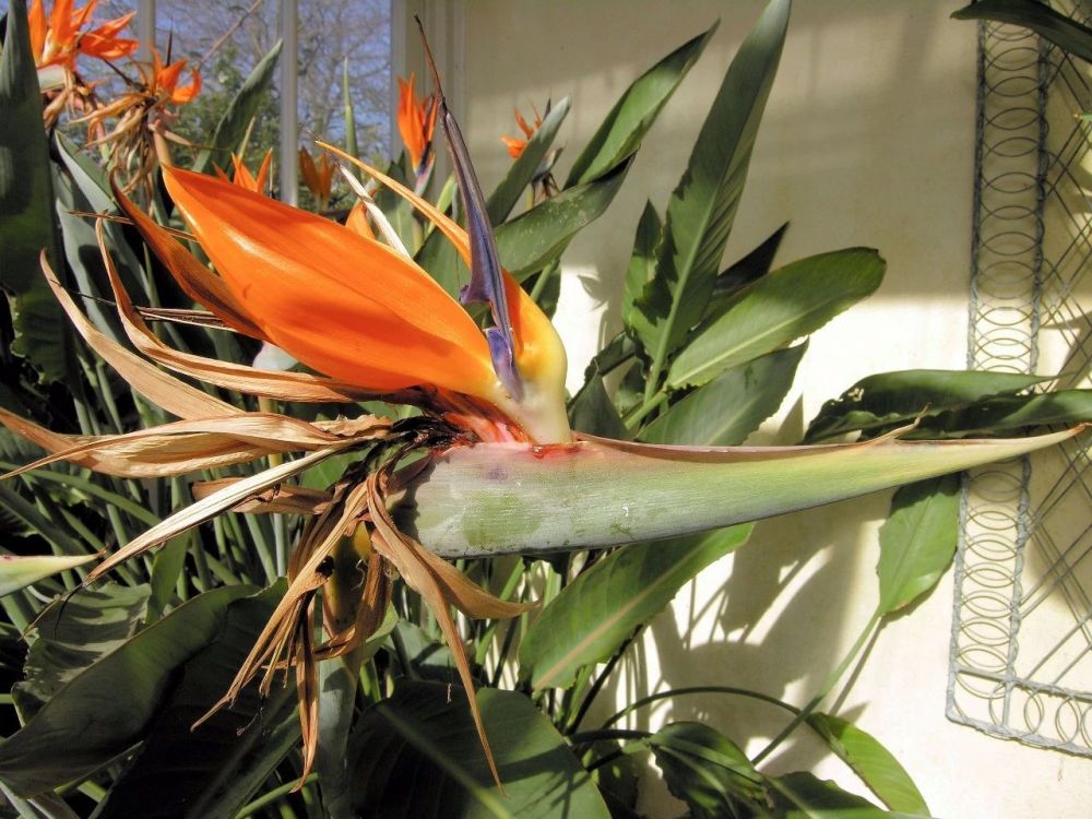 在小水池的旁边 这些好看又容易维护的景观植物就少不了 腾讯新闻