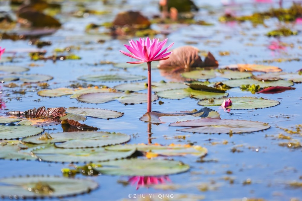 泰国也有座太湖开满莲花而成为世界奇观藏在边境很少中国游客