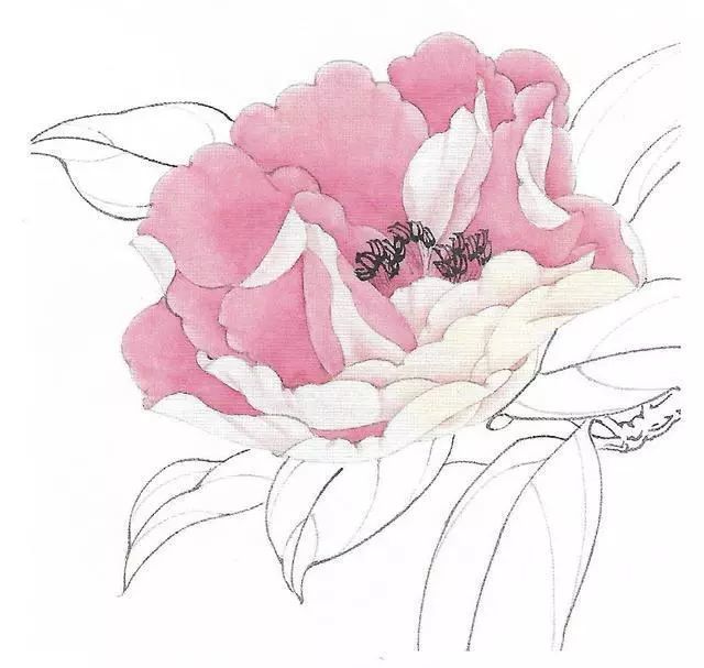 工笔画茶花画法及茶花白描画谱 腾讯新闻