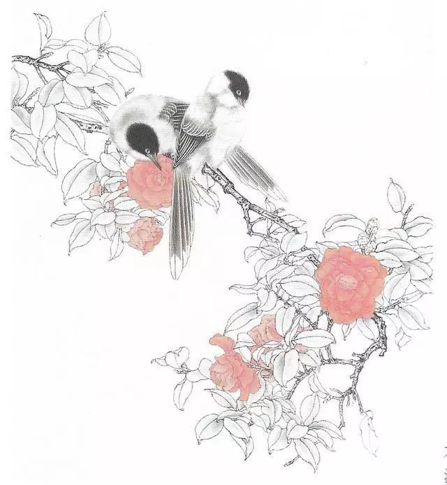 工笔画茶花画法及茶花白描画谱 腾讯新闻