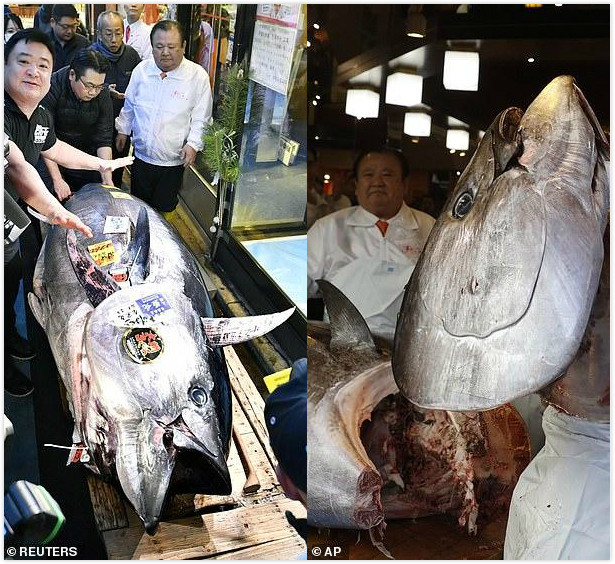 日本鱼王1280万拍得276公斤金枪鱼称虽贵但好曾创记录