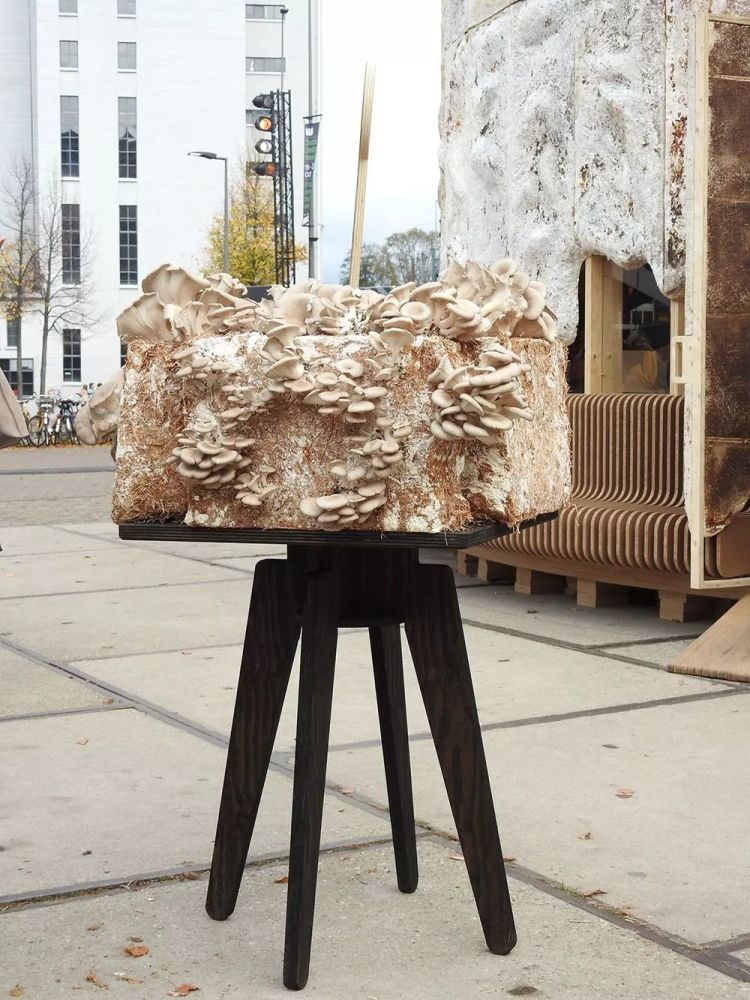 一座由生物体建造的可再生建筑——菌丝展馆