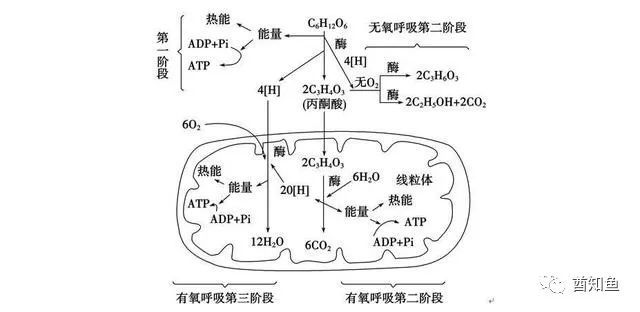 我们吃进的食物,是怎么在身体里被"点燃",变成能量的?_腾讯新闻