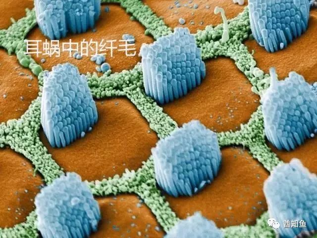 人类如果突然变成蚂蚁那么大但保留智慧会发生什么