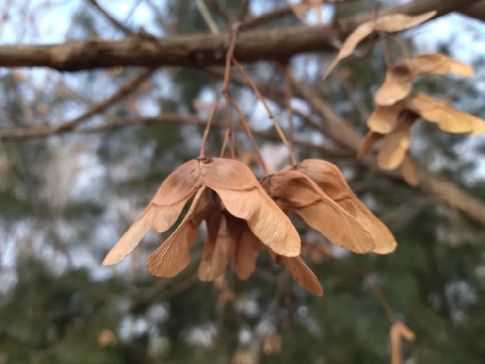 五角枫没有了秋日的风采臭椿的翅果扁圆,翅膀纸质,历经风雪,颜色偏白