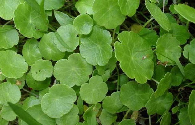 金钱草到底能不能治疗肾结石效果是真的好还是吹出来的