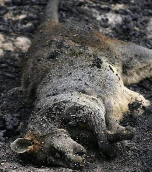 澳再有2万多只考拉葬身火海不烧死也熏死袋鼠跳海也难逃厄运