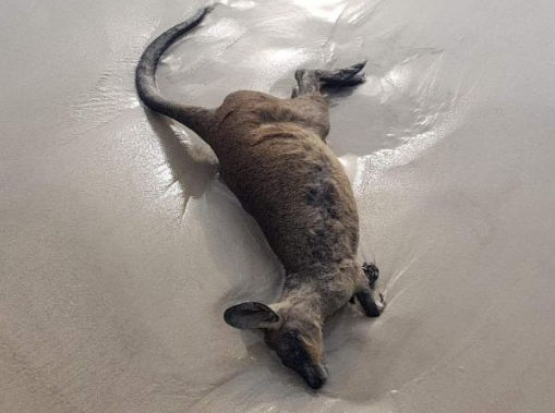 澳再有2万多只考拉葬身火海不烧死也熏死袋鼠跳海也难逃厄运