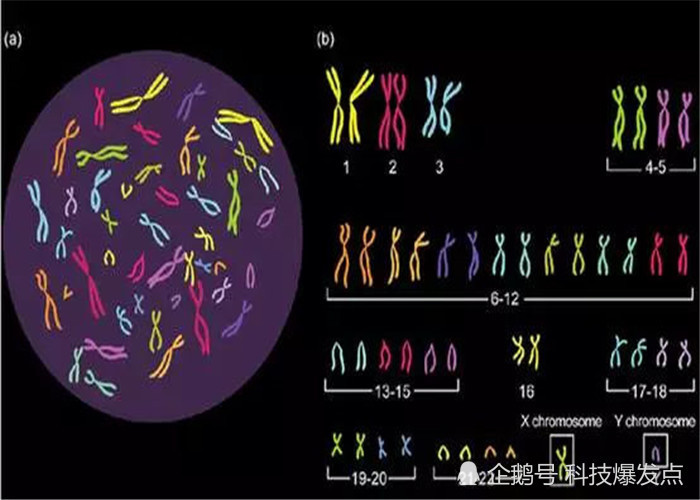 外星生物创造论 人类的出现 是外星人改造了猩猩的基因 腾讯新闻