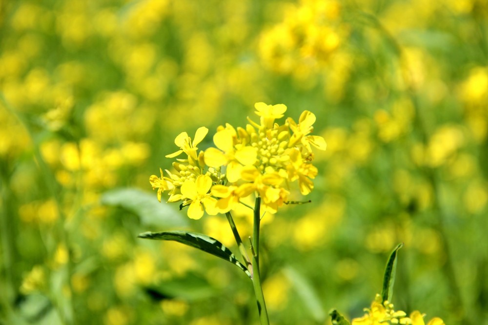 长春随拍——长春的油菜花海