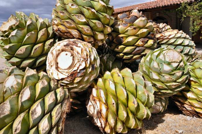 这种"水果"好几年才长一个,一个重百斤,不能直接吃却有人抢着要