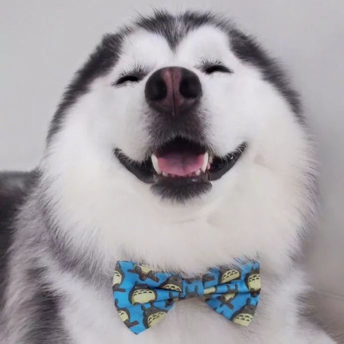 狗子憨憨的笑容太治愈了