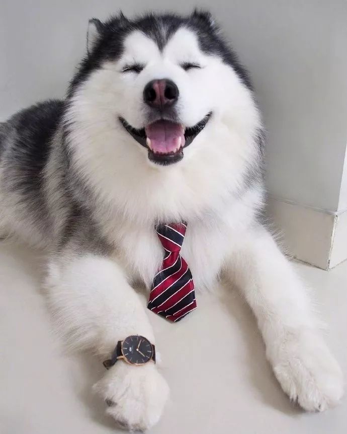 狗子憨憨的笑容太治愈了