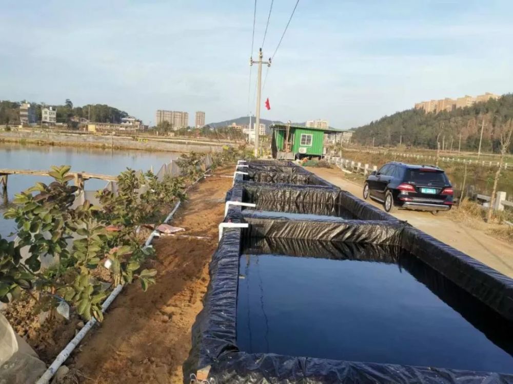 长乐文岭这片鱼塘突然就 "火了"!咋回事?