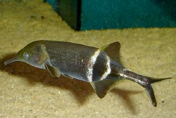 除了电鳗外 还有哪些动物能放电 最厉害的能产生800v高压 腾讯新闻