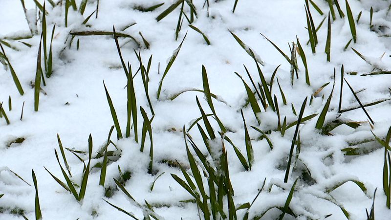 预兆丰年瑞雪已至预示着来年的丰收景象一场及时雪"麦苗盖上雪花被