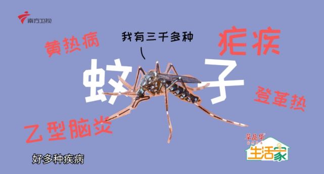 水煮青蒿能否对付疟疾3种方法测试如何有效提取青蒿素