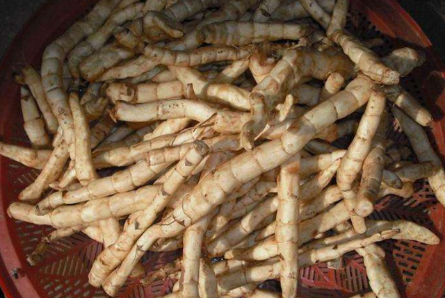 农村一野草,名叫"地溜子",南方很常见,不知在东北却是珍贵的"人参菜"