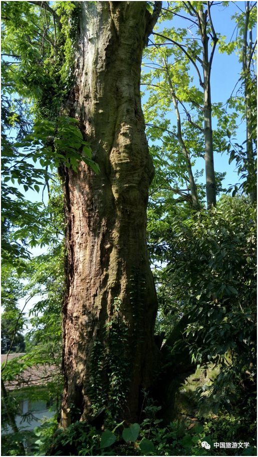 最美衡阳之天上岣嵝