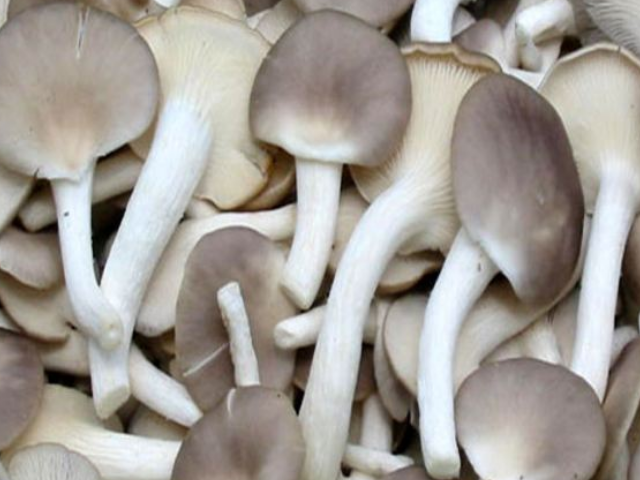 蘑菇种类常吃图片