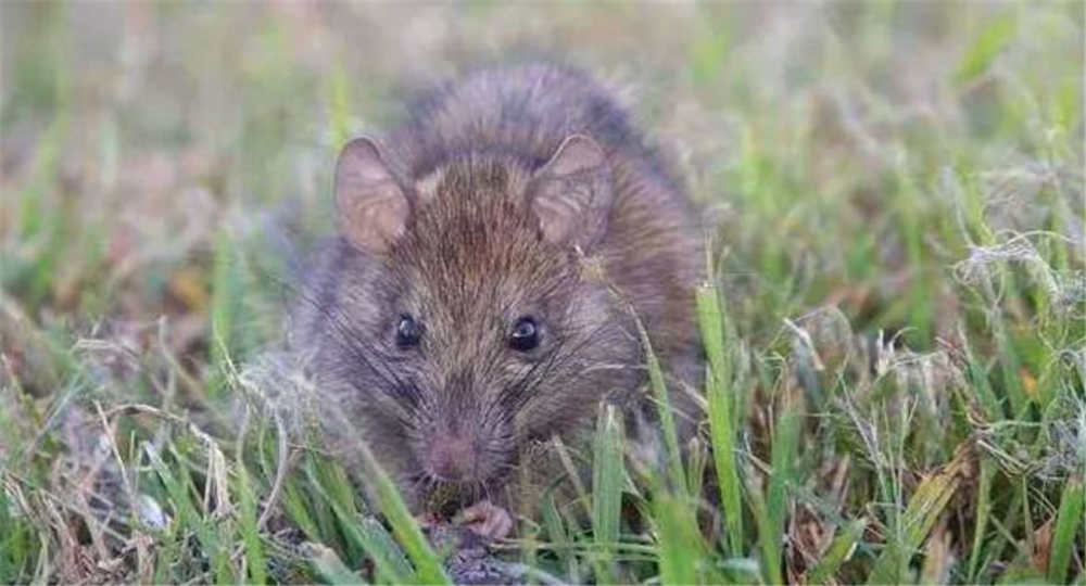 四害之首的老鼠,以前在农村很常见,为什么现在很少见了呢?