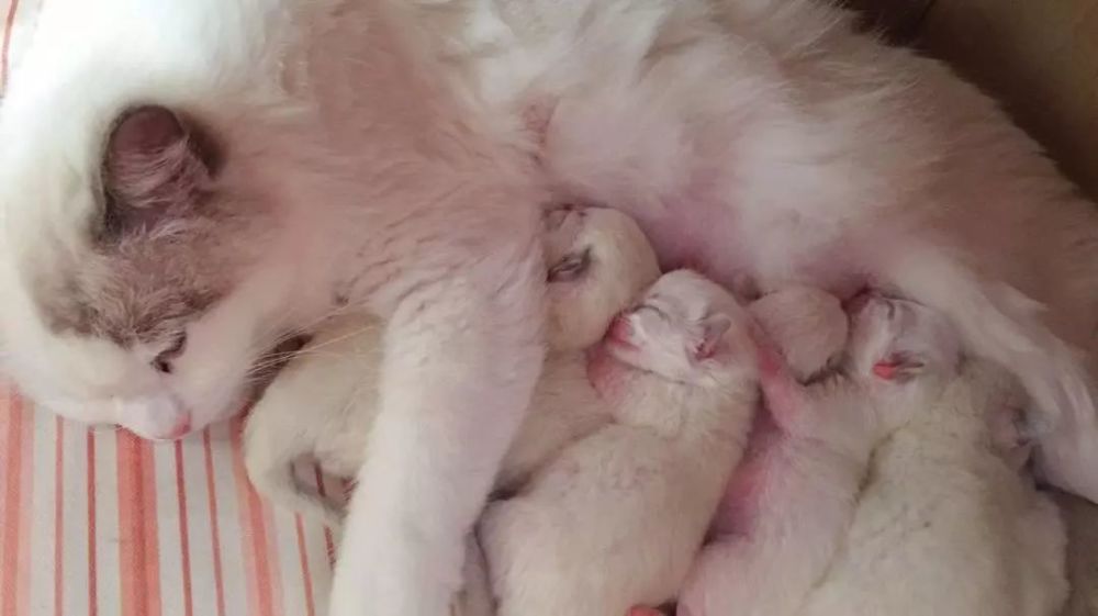 如何给小猫断奶