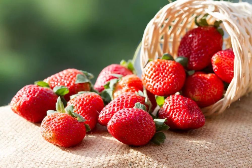 草莓“白屁股”是激素作用？