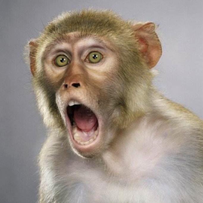 人类为什么总爱惊叫?化石证明,不尖叫的原始人都灭绝了