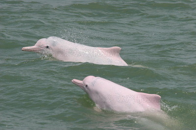 长江白鲟灭绝长江女神白暨豚也已经功能性灭绝