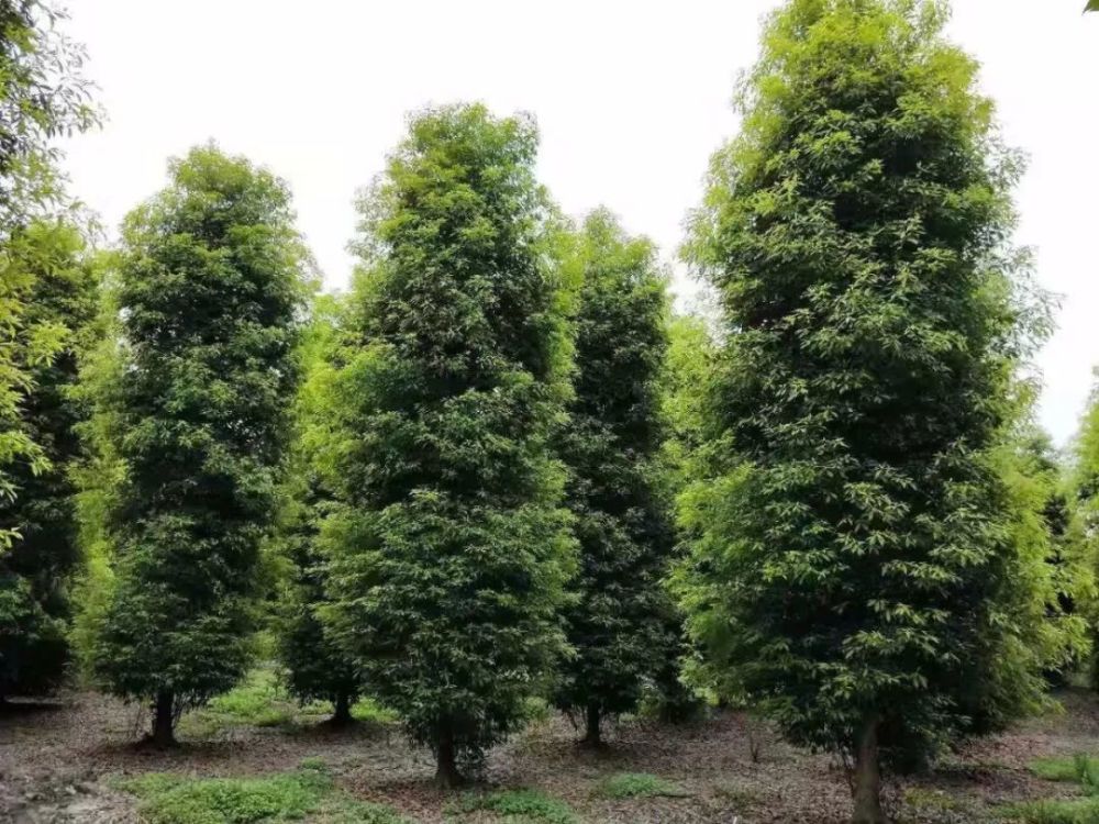 如果你还年轻种植金丝楠木树可能会给你创造可观的财富