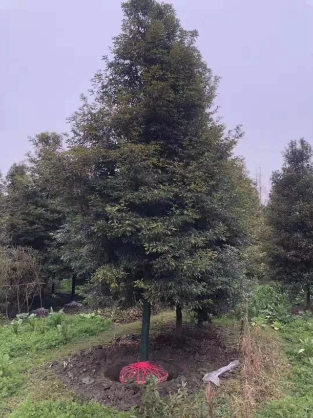 如果你还年轻，种植金丝楠木树，可能会给你创造可观的财富_腾讯新闻