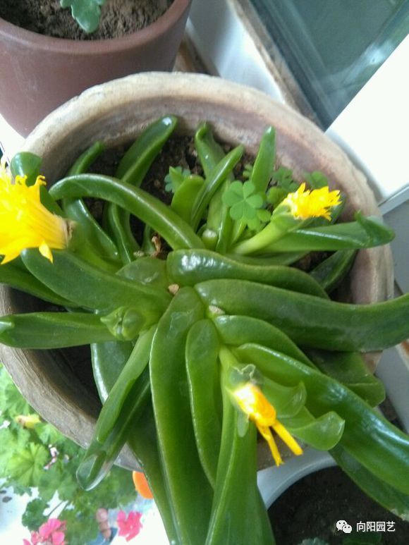 朋友送的"胖姑娘",叶子像果冻,摸起来很舒服,还能开黄花