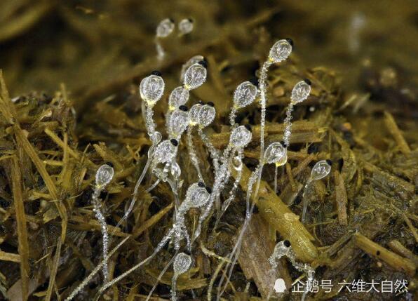长在牛粪上一种真菌 肉眼看不到 却能弹射到2米远获得生存空间 腾讯新闻