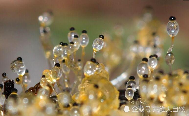 长在牛粪上一种真菌 肉眼看不到 却能弹射到2米远获得生存空间 腾讯新闻