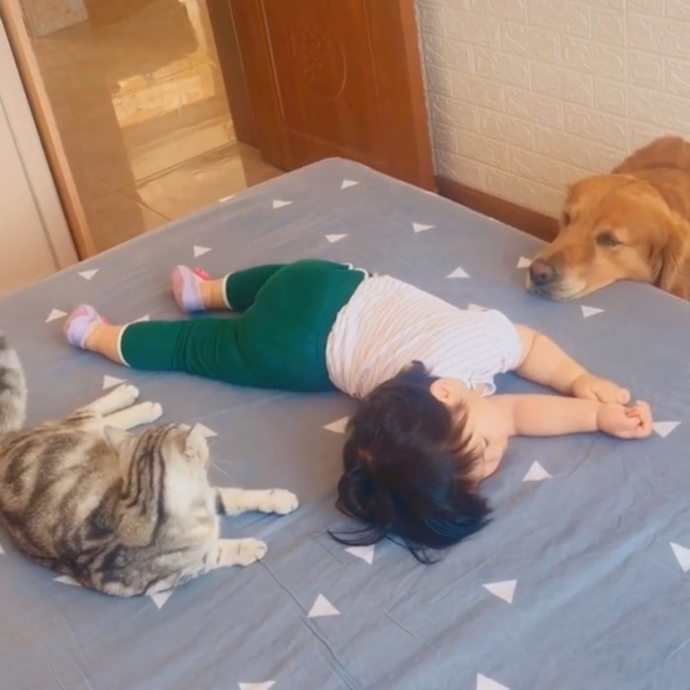忠犬八公的故事 现实重现 萌宠一猫一狗守着熟睡的萌娃 暖化网友 腾讯新闻