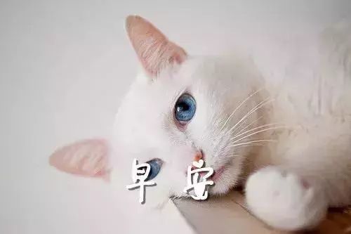 早上好祝福图片大全早上好问候祝福语祝福语大全简短