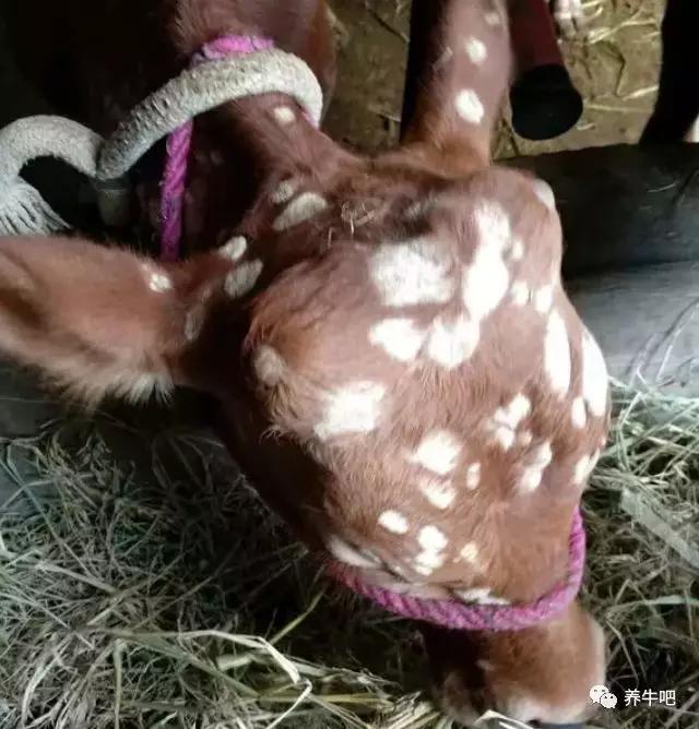 牛头上长了这样的小虫,该怎么防治?