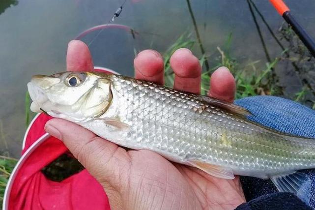 常誤認是翹嘴魚賣價是黃辣丁的5倍可惜農村也不多了